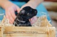 /album/fotogalerie-buddy/dsc0696-dxo-jpg/