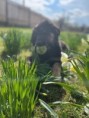 /album/fotogalerie-buddy/278297168-3147777305462683-3606607842849415092-n-jpg/