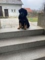 /album/fotogalerie-buddy/277836836-1126254208138833-5766808447317378319-n-jpg/
