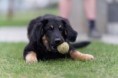 /album/fotogalerie-buddy/dsc4000-dxo-jpg/