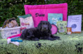 /album/fotogalerie-daisy/dsc01813-jpg/