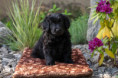 /album/fotogalerie-daisy/dsc01592-jpg/