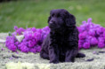 /album/fotogalerie-daisy/dsc01307-jpg/