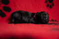 /album/fotogalerie-daisy/dsc00653-jpg/