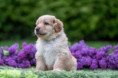 /album/fotogalerie-dustyn/dsc01238-jpg/