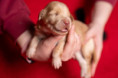 /album/fotogalerie-dustyn/dsc00783-jpg/